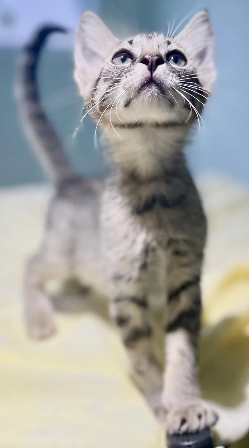 A baby medium-sized male Tabby (Brown / Chocolate) Domestic Short Hair cat named Funko Pop for adoption in Covington, LA