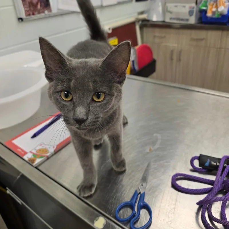 A baby small-sized female Gray / Blue / Silver Domestic Short Hair cat named Dumpling for adoption in Chattanooga, TN