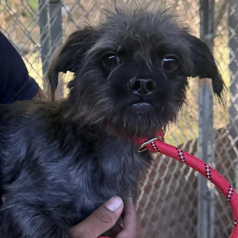 A young small-sized male Terrier dog named Puppuccino for adoption in LOXAHATCHEE, FL