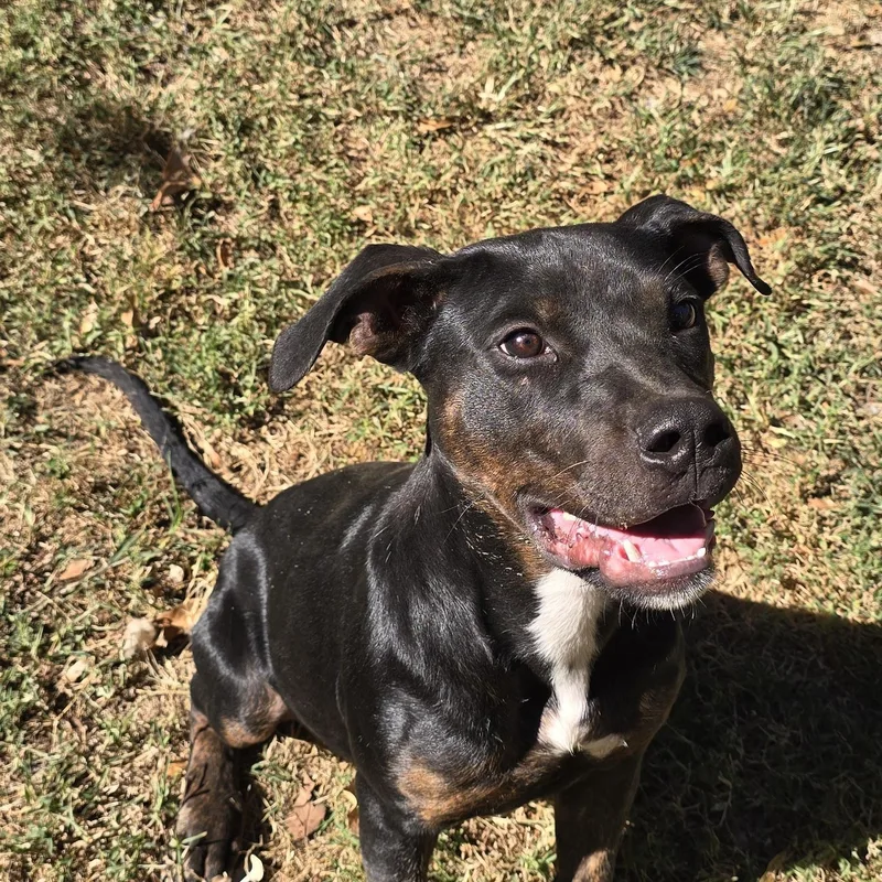 A young medium-sized male Pit Bull Terrier dog named Nico for adoption in Arlington, TN