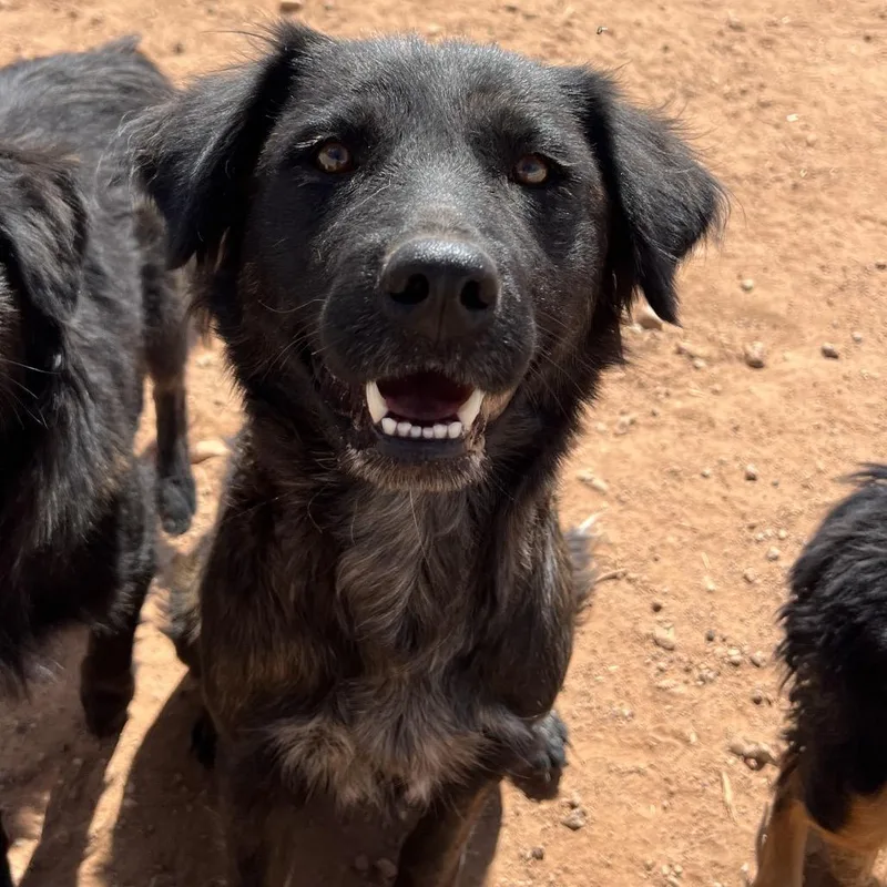 An adult medium-sized female Brindle Mixed Breed dog named Gluten Free for adoption in Moab, UT