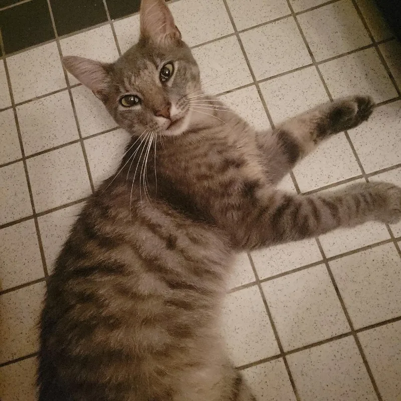 A young small-sized male Gray / Blue / Silver Domestic Short Hair cat named Leland for adoption in Brooklyn, NY