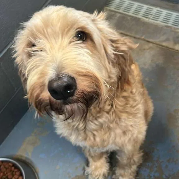 A young medium-sized male Yellow / Tan / Blond / Fawn Mixed Breed dog named Atlas for adoption in Gadsden, AL