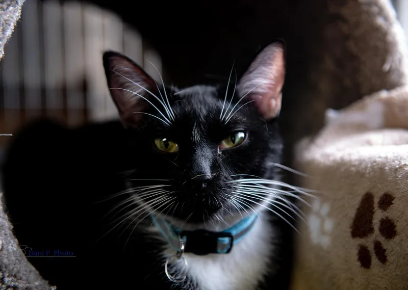 A young small-sized male Domestic Short Hair cat named Butler for adoption in Locust Grove, GA