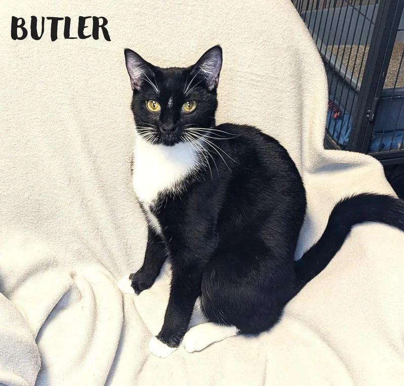 Butler thumbnail 3