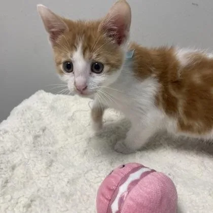 A baby small-sized male Domestic Short Hair cat named Tumble for adoption in Janesville, WI