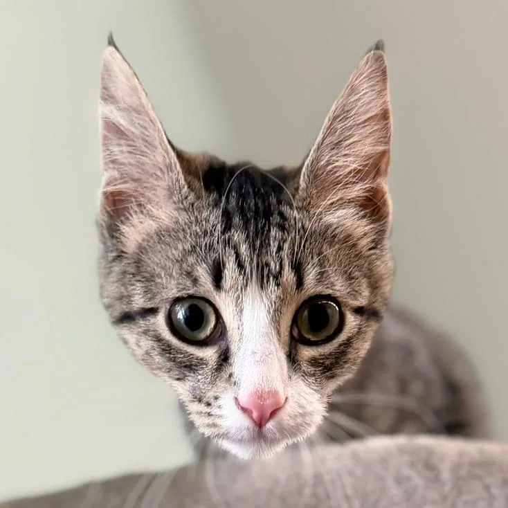A baby small-sized female Gray / Blue / Silver Domestic Short Hair cat named Charlie for adoption in Pittsford, VT