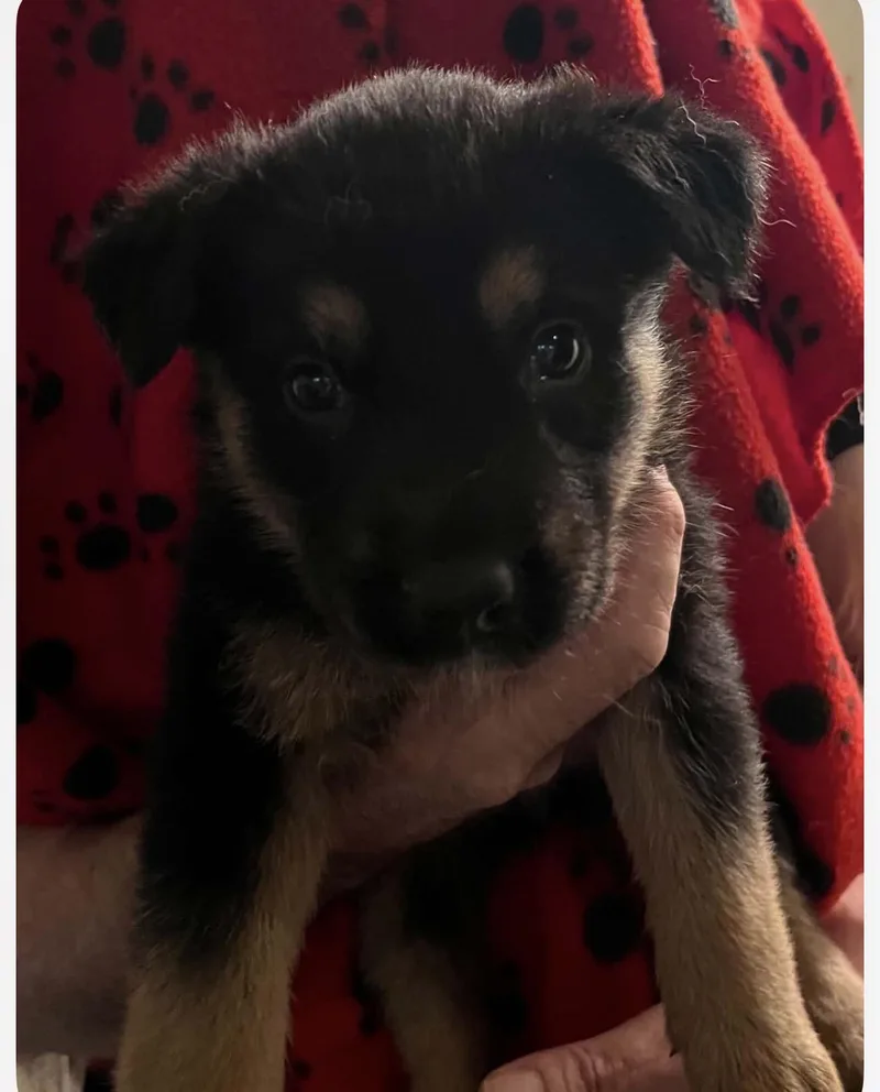 A young medium-sized male Mixed Breed dog named Nash for adoption in Monona, WI