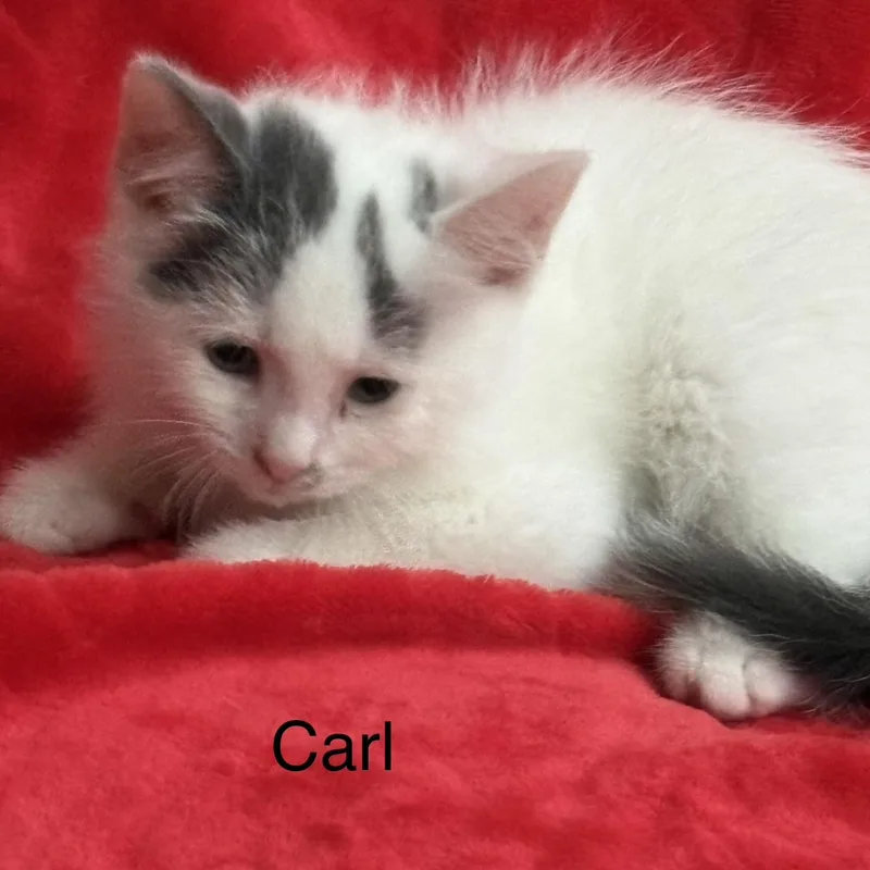 A baby medium-sized male White Turkish Van cat named Carl for adoption in Columbus, OH