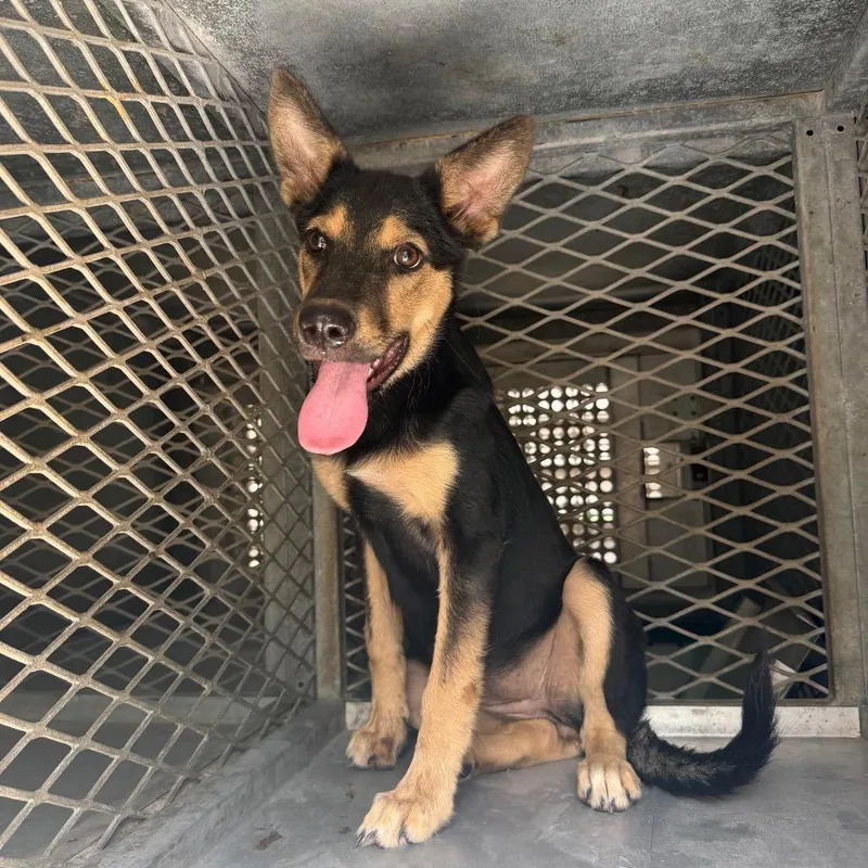 A baby medium-sized female Black Shepherd dog named Poison Ivy for adoption in Edinburg, TX