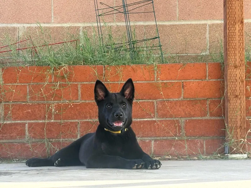 A baby large-sized female Chow Chow dog named Splash for adoption in Visalia, CA