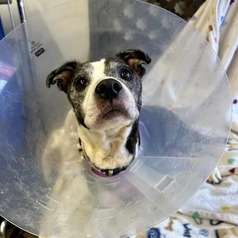 A senior small-sized female Beagle dog named Sweetheart for adoption in San Francisco, CA