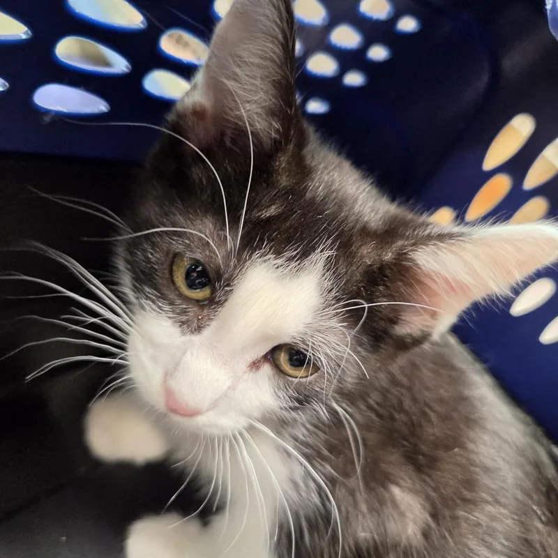 A baby small-sized male White Domestic Short Hair cat named Figaro for adoption in Leander, TX