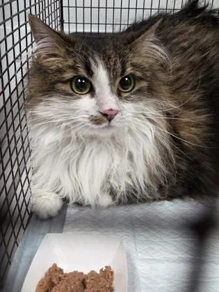 An adult small-sized female Domestic Long Hair cat named B Gracey for adoption in North Charleston, SC