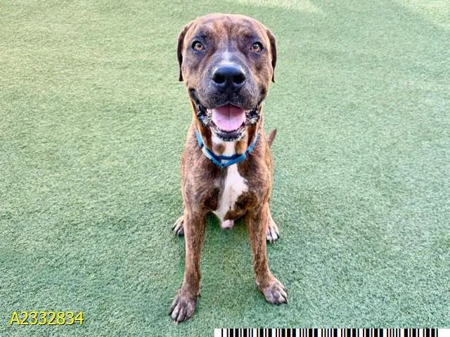 An adult extra large-sized male Mixed Breed dog named Buster for adoption in West Palm Beach, FL