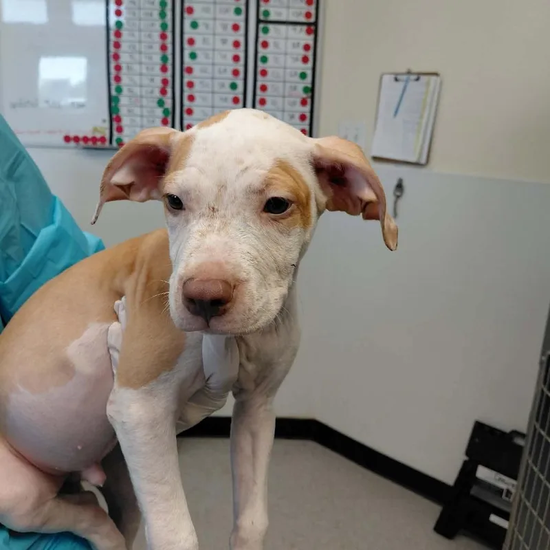 A baby small-sized male White / Cream Pit Bull Terrier dog named Gordon Gourd for adoption in Austin, TX
