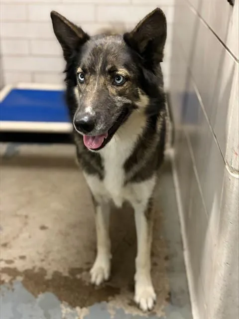 An adult large-sized female German Shepherd Dog dog named Sadie for adoption in Stockton, CA