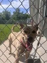 An adult medium-sized male Brindle Pit Bull Terrier dog named Finley for adoption in Moline, IL