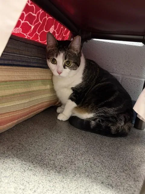 An adult large-sized female Domestic Short Hair cat named Jubi for adoption in Kalamazoo, MI
