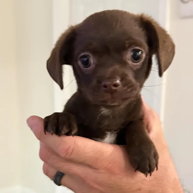 A baby small-sized female Brown / Chocolate Mixed Breed dog named Missie for adoption in North Port, FL