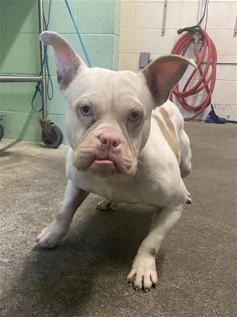 A young small-sized female American Bulldog dog named Goblina for adoption in Sacramento, CA