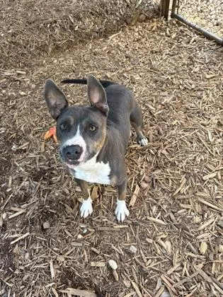 An adult large-sized female Pit Bull Terrier dog named Sky for adoption in Cumming, GA