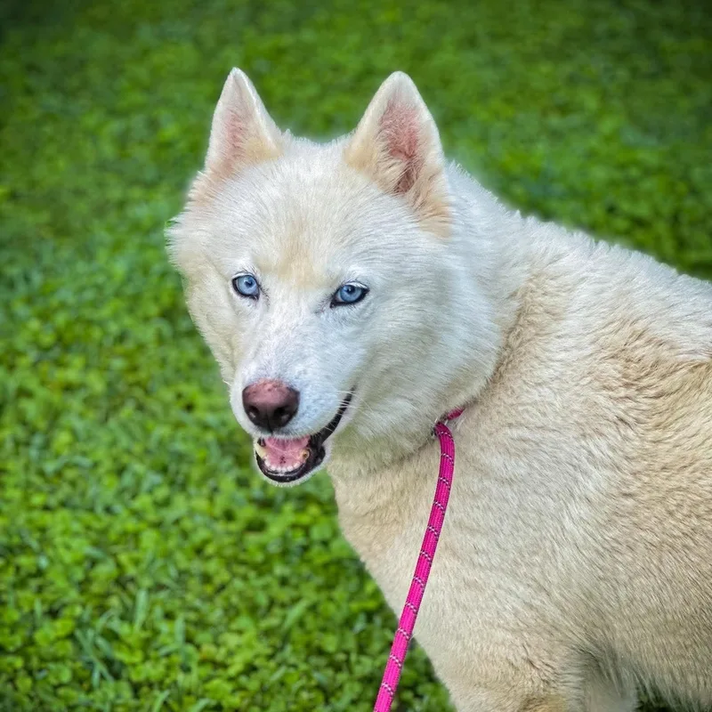 A senior large-sized female White / Cream Husky dog named Snowball for adoption in Avondale, PA
