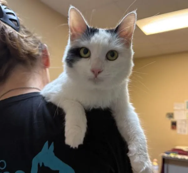 An adult small-sized female Domestic Short Hair cat named Inkblot for adoption in Oceanside, CA