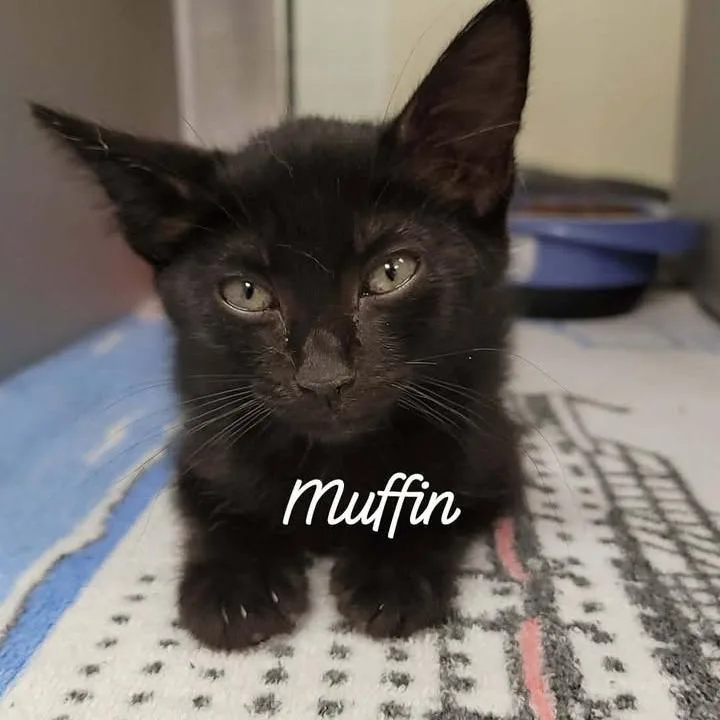 A baby small-sized female Black Domestic Short Hair cat named Muffin for adoption in Buchanan Dam, TX