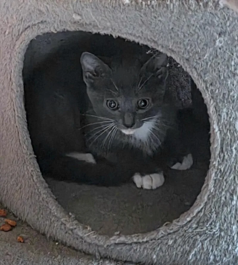 A baby small-sized male Gray / Blue / Silver Domestic Short Hair cat named Koa for adoption in La Jolla, CA