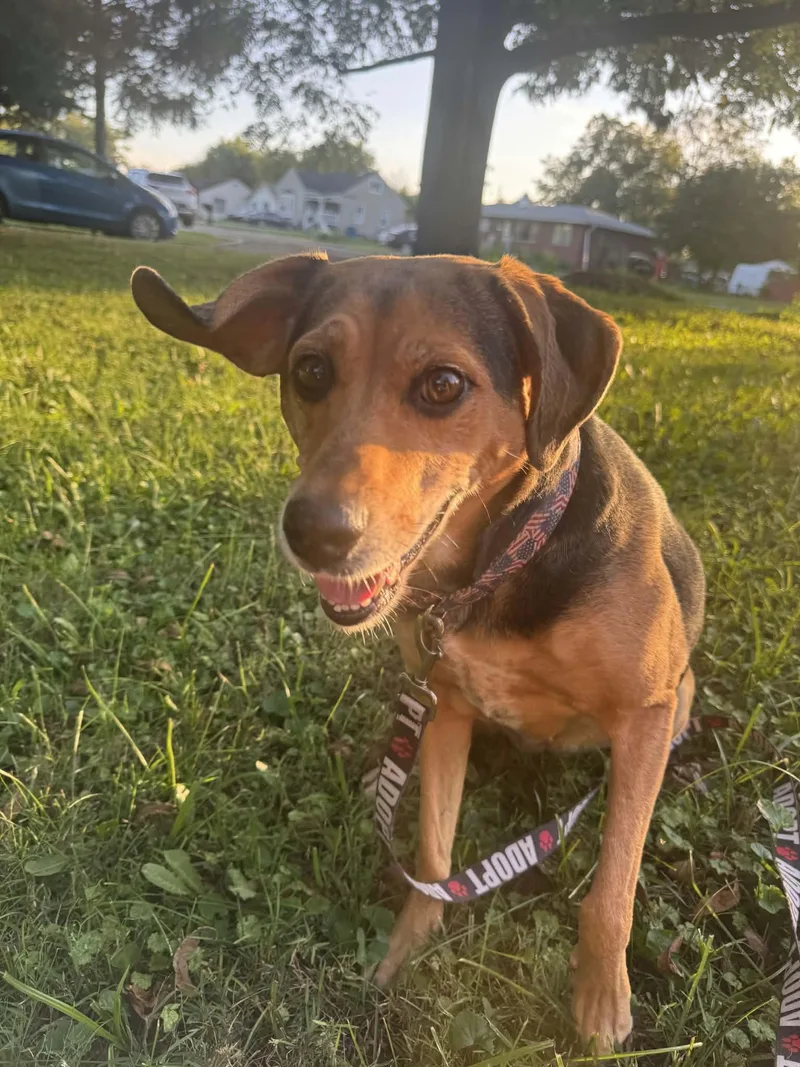 Piper