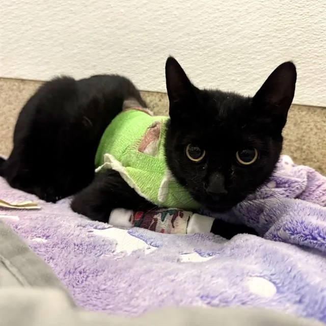 A young medium-sized male Domestic Short Hair cat named Salem for adoption in Riverside, CA