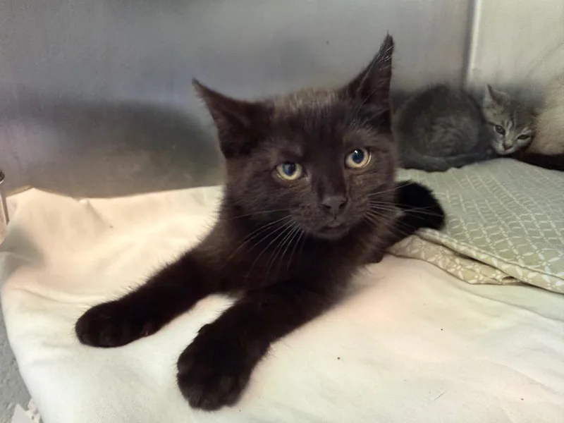 A baby medium-sized female Domestic Short Hair cat named April O'neil for adoption in Pomona, NY