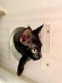 An adult medium-sized female Black Domestic Short Hair cat named Journey for adoption in Winter Haven, FL