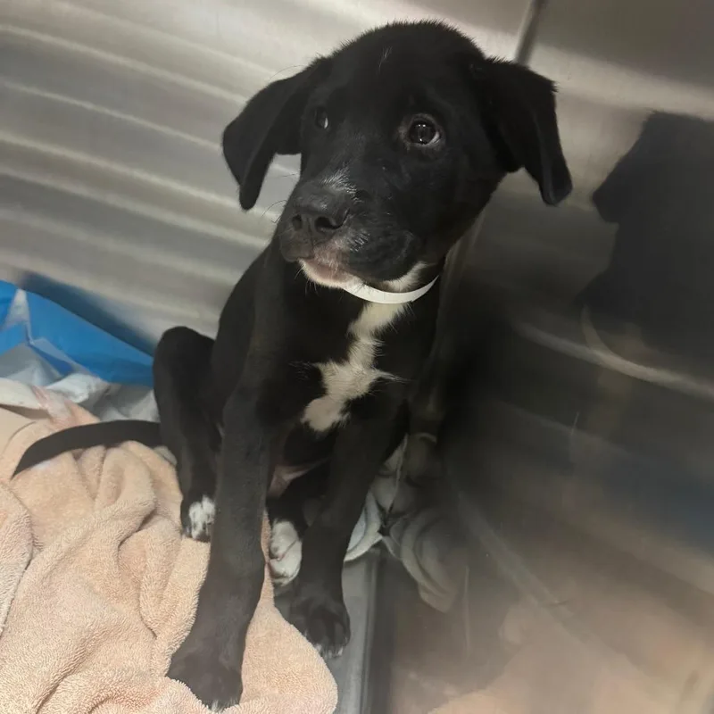 A young small-sized male Mixed Breed dog named Mud for adoption in Columbus, GA