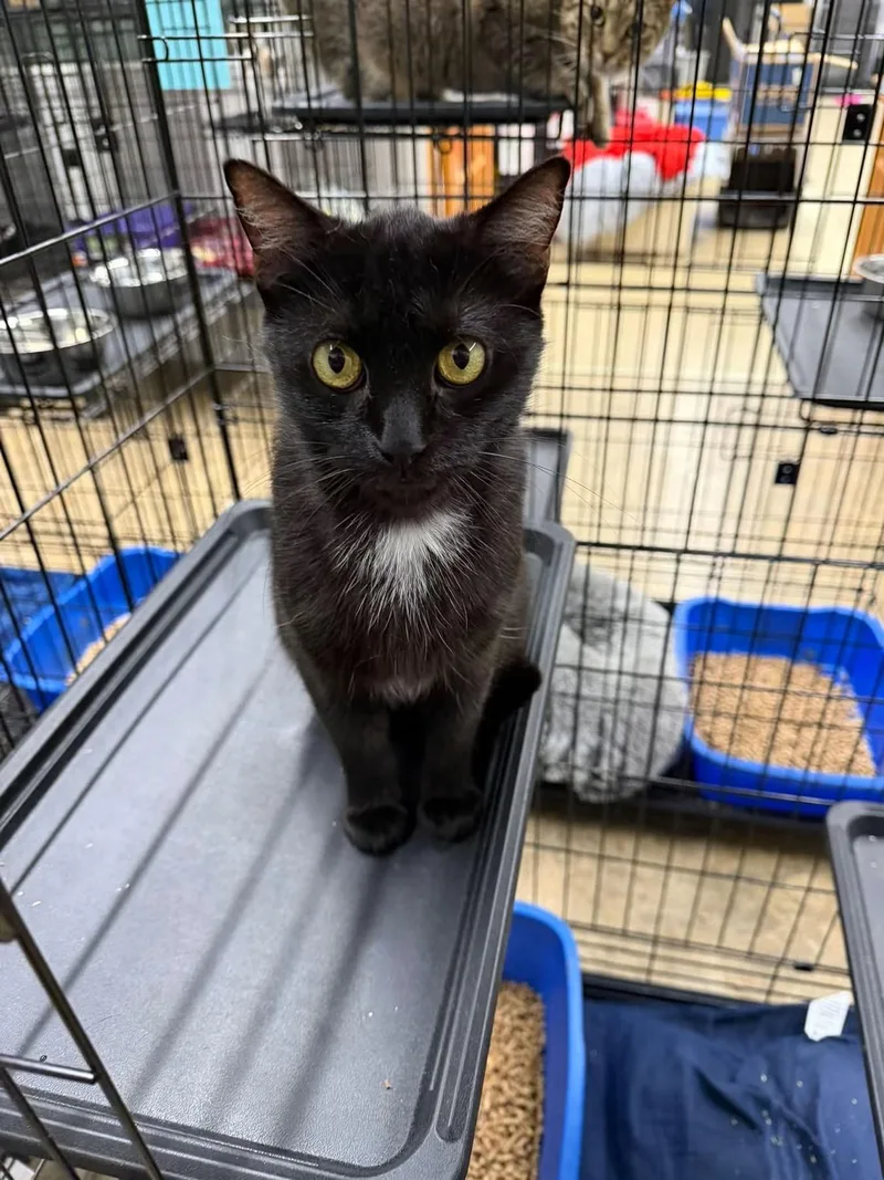 A young medium-sized female Domestic Short Hair cat named Raven for adoption in Cowlesville, NY