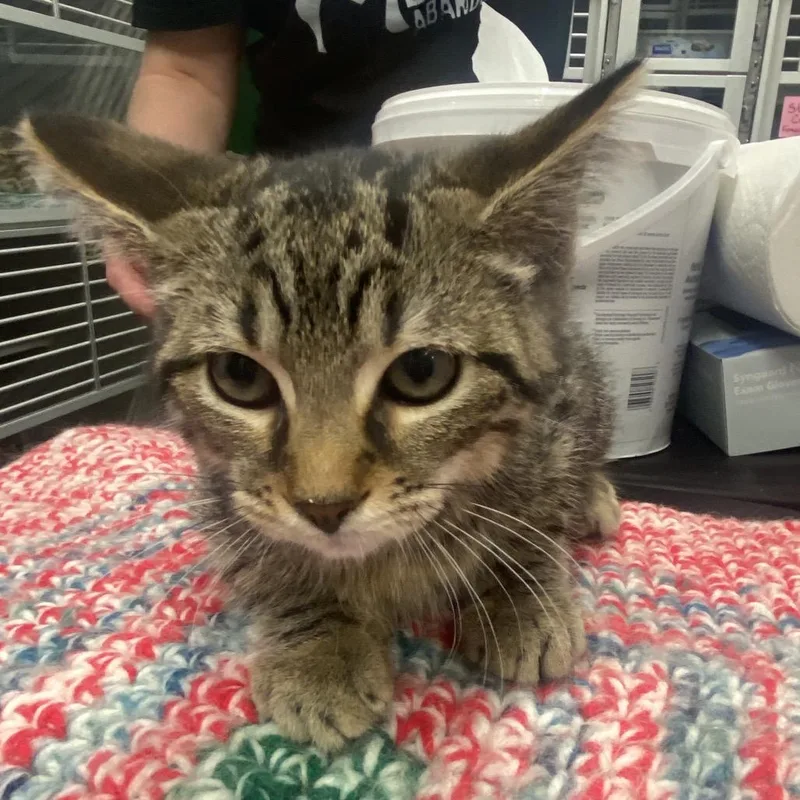 A baby small-sized female Brown / Chocolate Domestic Short Hair cat named Agnes for adoption in Mount Vernon, IN