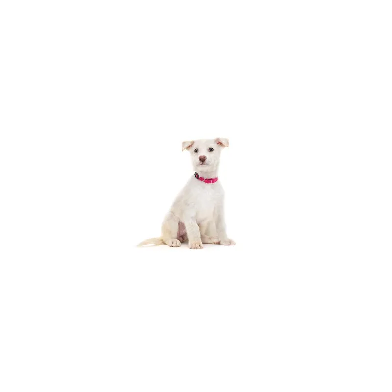 A baby small-sized female White / Cream Husky dog named Playa for adoption in Playa Vista, CA