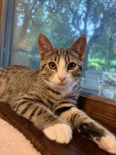 A baby medium-sized male Domestic Short Hair cat named Teddy for adoption in Lancaster, PA