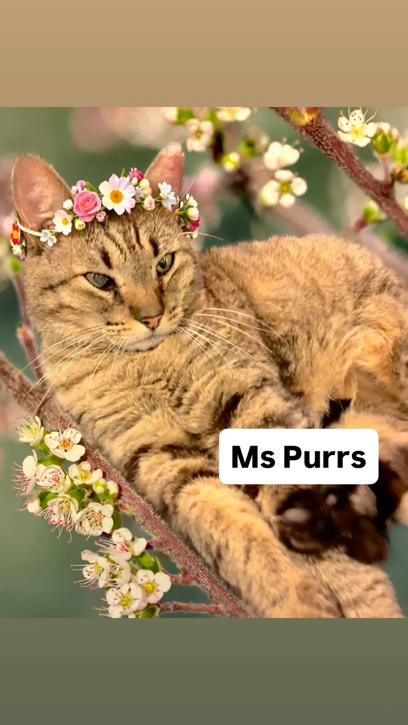 An adult medium-sized female Tabby cat named Ms Purrs At Martinez for adoption in Walnut Creek, CA