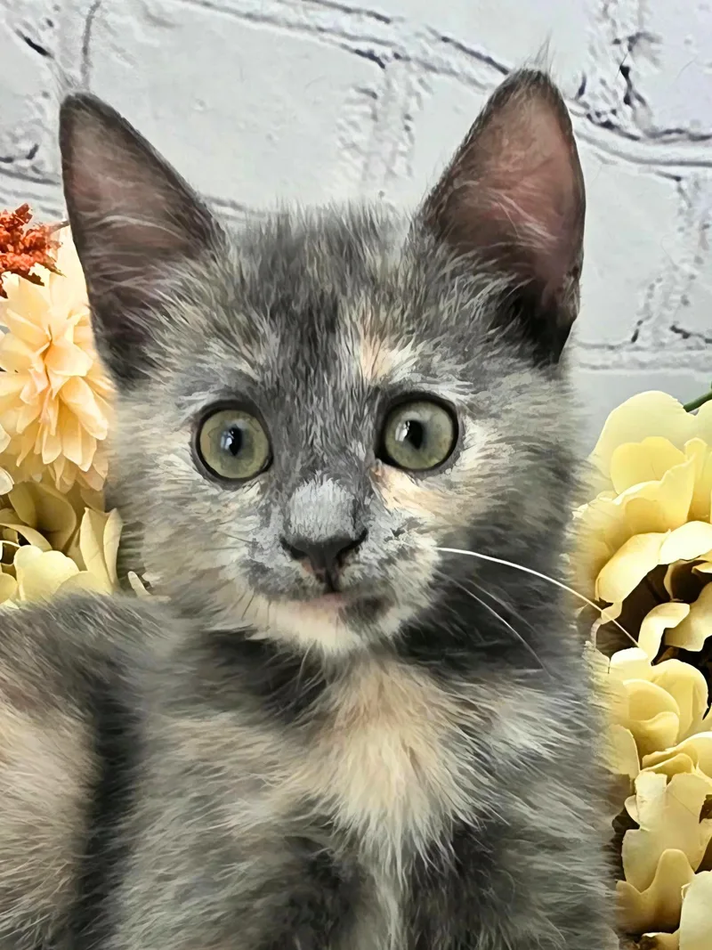 A baby small-sized female Dilute Tortoiseshell cat named Maisie The Sweet for adoption in Ocean Springs, MS
