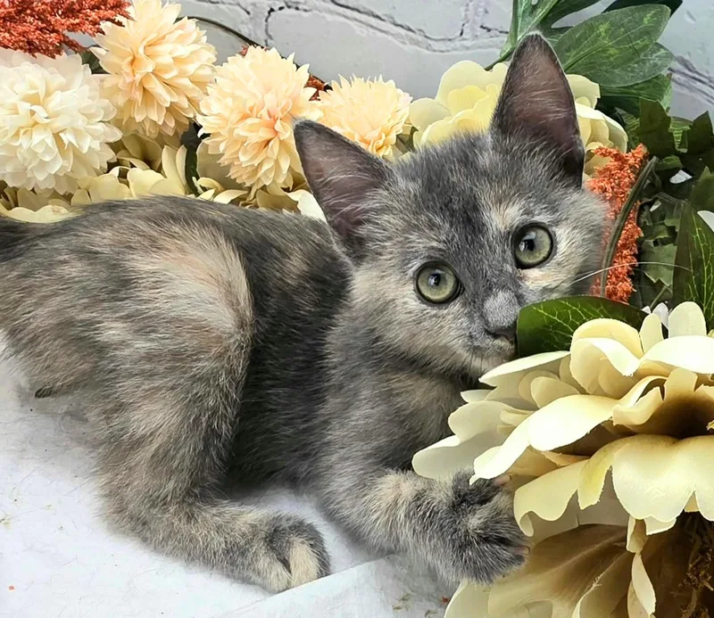 Maisie  The Sweet thumbnail 2