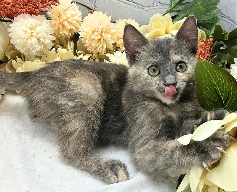 Maisie  The Sweet thumbnail 3