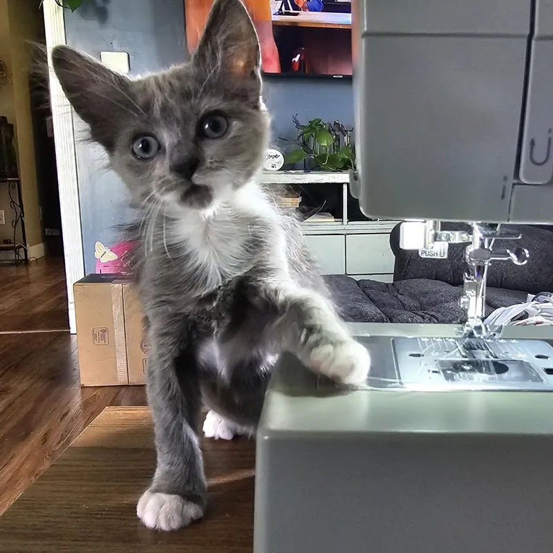 A baby small-sized female Gray / Blue / Silver Domestic Short Hair cat named Gremlin for adoption in Shelbyville, IN