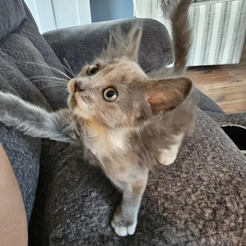 Gremlin thumbnail 4