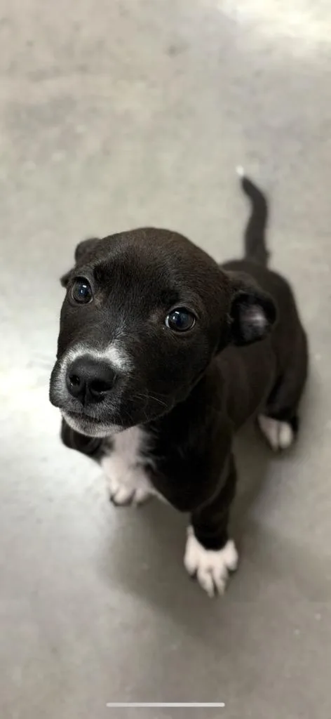 Chip