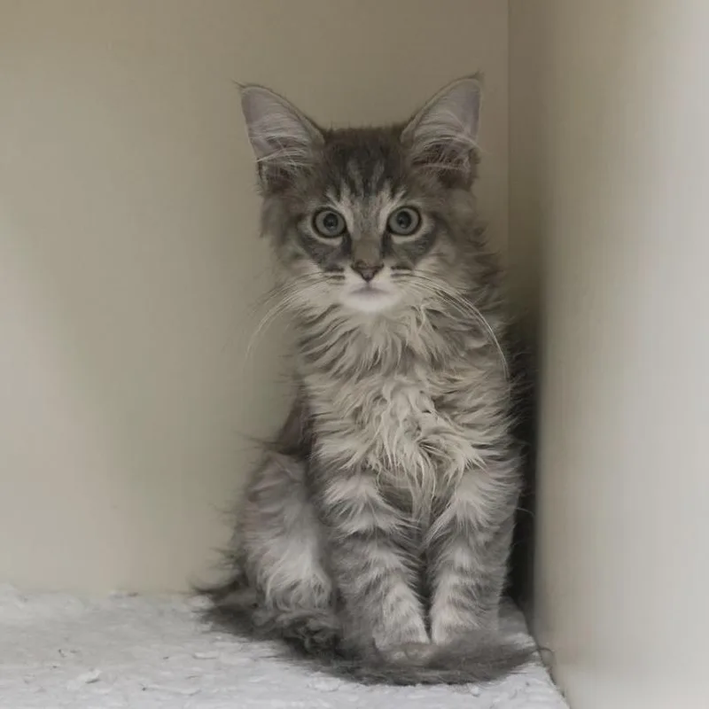 A baby small-sized female Gray / Blue / Silver Domestic Short Hair cat named Lion for adoption in Los Angeles, CA