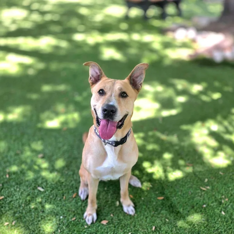 Dixie