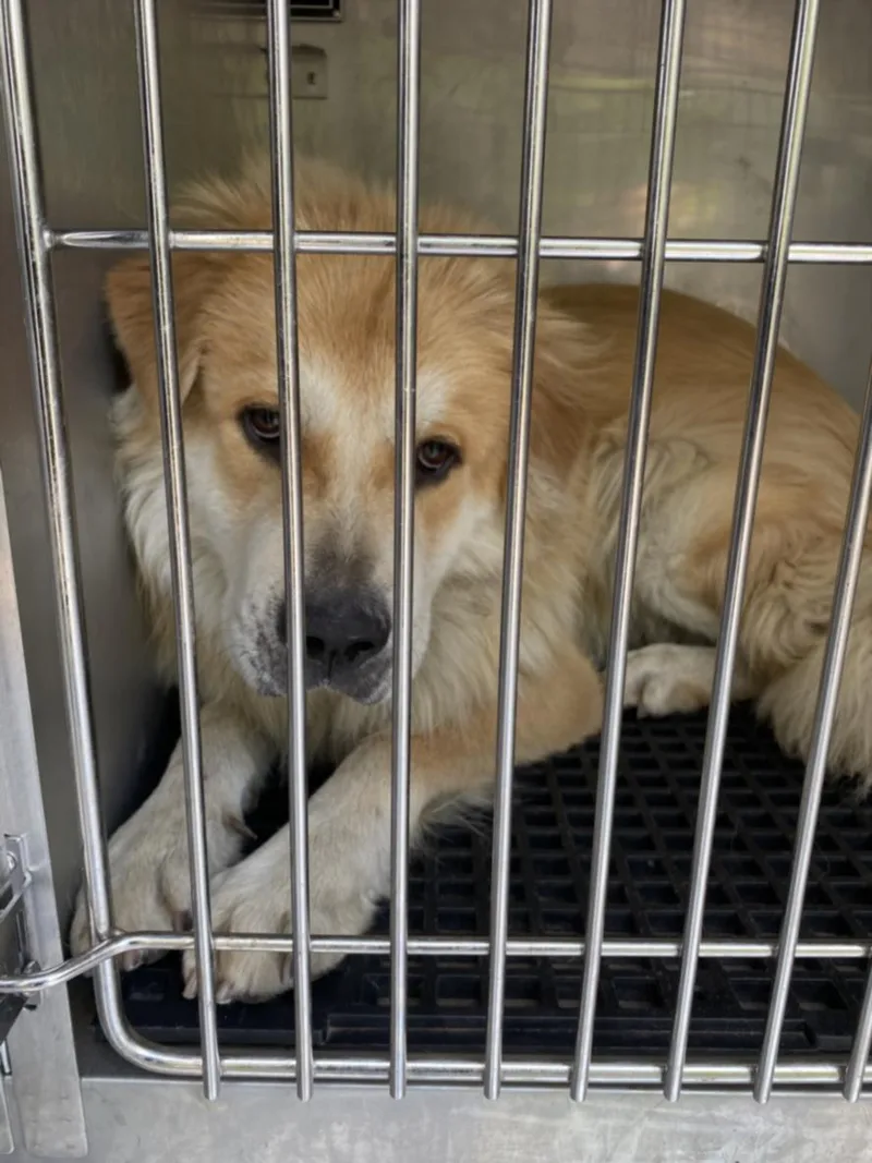 A young large-sized male Mixed Breed dog named Stone for adoption in Dallas, TX