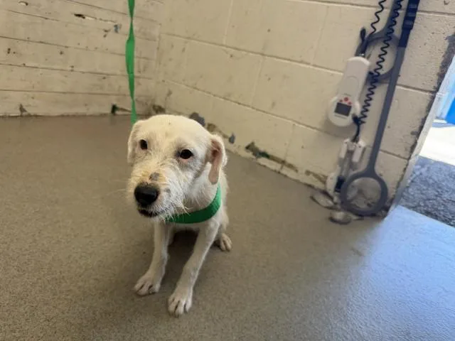 A young small-sized female Parson Russell Terrier dog named Jovie for adoption in San Bernardino, CA